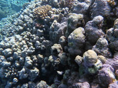 Pycnochromis dimidiatus