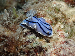 Chromodoris willani