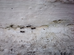 Collembola