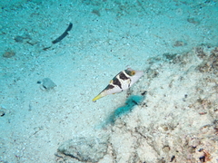 Canthigaster valentini