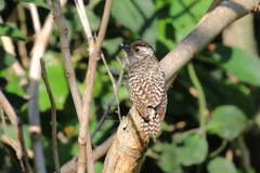 Dryobates mixtus
