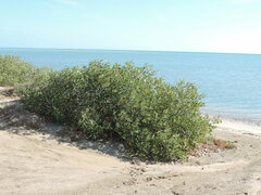 Avicennia marina