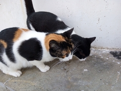 Felis catus