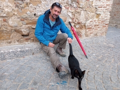 Felis catus