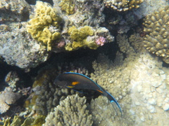 Acanthurus sohal