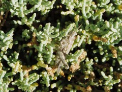 Dericorys