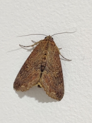 Condica illecta