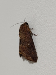 Condica illecta
