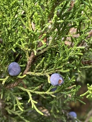Juniperus
