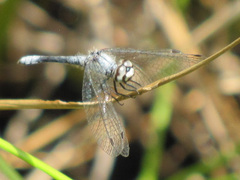 Nannothemis bella