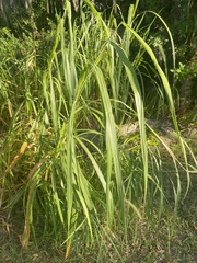 Rottboellia cochinchinensis