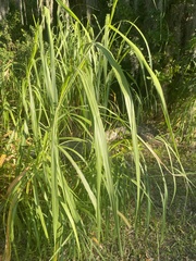 Rottboellia cochinchinensis
