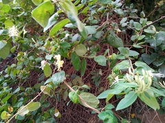 Lonicera periclymenum