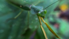 Rhombodera