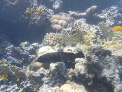 Cephalopholis argus