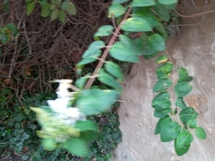 Lonicera periclymenum