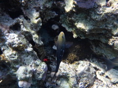 Chlorurus sordidus