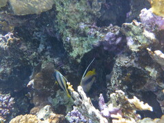 Heniochus intermedius