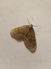 Operophtera
