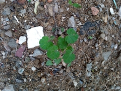 Angiospermae