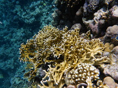 Millepora dichotoma