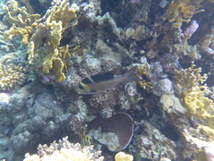 Monotaxis grandoculis