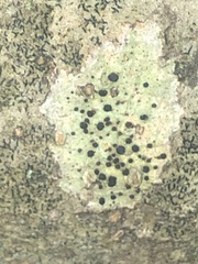 Bacidia schweinitzii