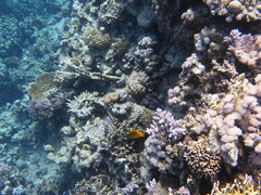 Pomacentrus sulfureus