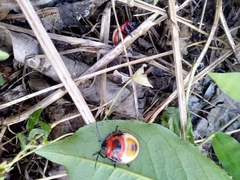 Poecilocoris latus