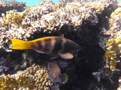 Scarus ferrugineus