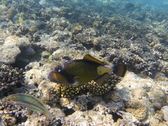 Balistoides viridescens