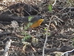 Basileuterus lachrymosus