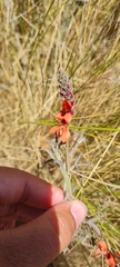 Indigofera complanata