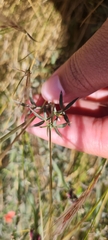 Indigofera complanata