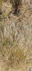 Indigofera complanata