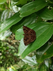 Euthalia aconthea