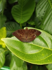 Euthalia monina