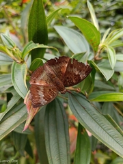 Euthalia monina