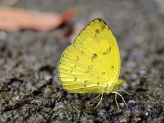 Eurema andersoni