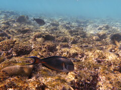 Acanthurus sohal