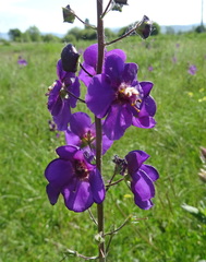 Verbascum phoeniceum
