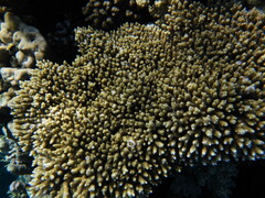 Acropora