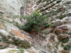 Parietaria judaica