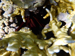 Heterocentrotus mamillatus