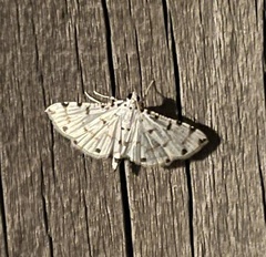 Pycnarmon