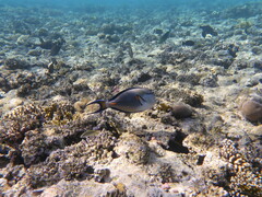 Acanthurus sohal