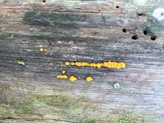 Dacrymyces capitatus