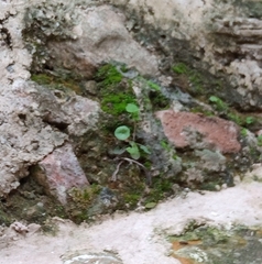 Umbilicus rupestris
