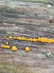 Dacrymyces capitatus