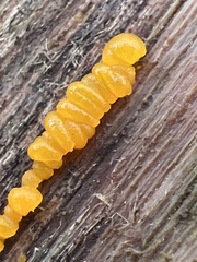 Dacrymyces capitatus